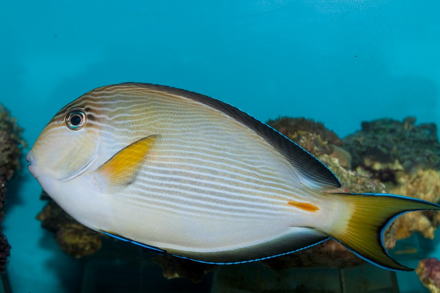 Sohal Surgeonfish Tang (Acanthurus sohal) in Aquarium